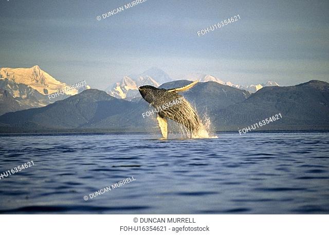 Humpback Whale breaching. Icy Straits, South East Alaska