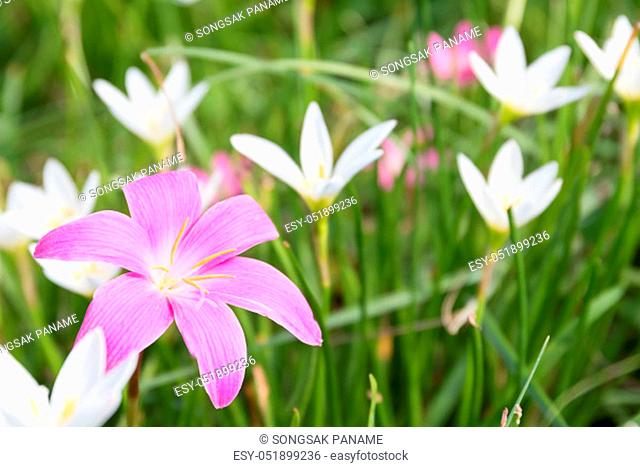 Rain lily, Fairy Lily, Little Witches flower in garden