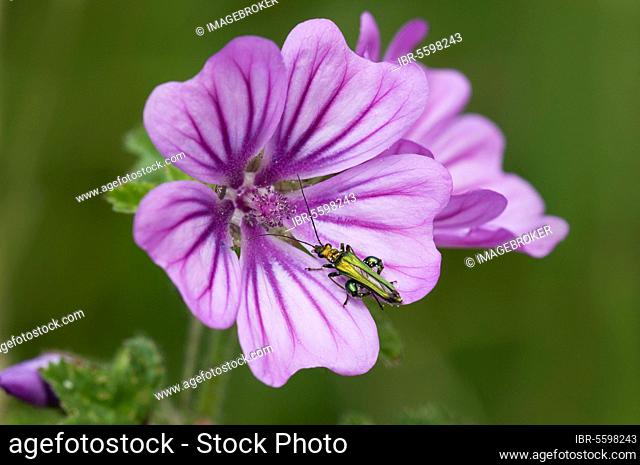 Thick-legged Flower Beetle (Oedemera nobilis) adult male, on Common Mallow (Malva sylvestris) flower, Crossness Nature Reserve, Bexley, Kent, England
