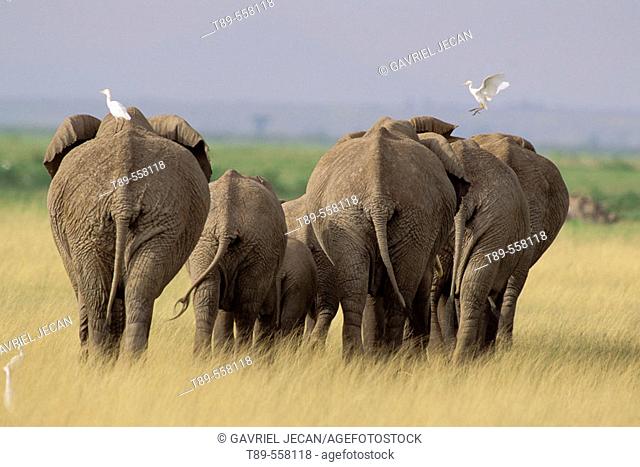 AFRICA, Kenya, Amboseli , African Elephants - Loxodonta africana & cattle egrets