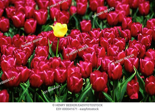 Tulips (Tulipa sp.), 'Strong Gold' in midst of 'Purple Prince'
