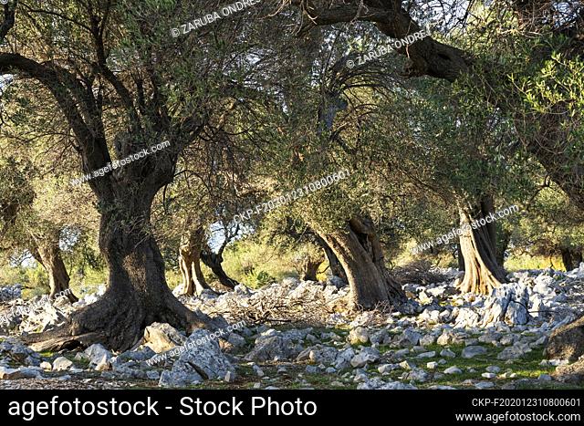 The oldest olive trees in Croatia, Lun, Pag Island, October 2020. Some of them are more then 1000 years old. (CTK Photo/Ondrej Zaruba)