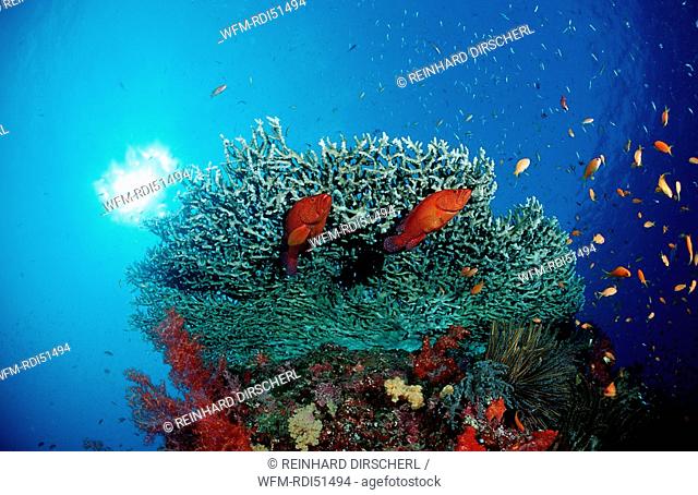 Coral grouper, Cephalopholis miniata, Indian Ocean Phuket Similan Islands Andaman Sea, Thailand