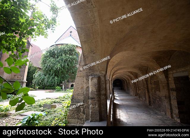 27 May 2020, Lower Saxony, Hildesheim: The ""1000 year old rosebush"" is blooming at the Hildesheim cathedral (l) next to a cloister