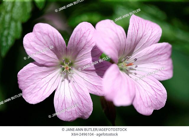 romantic geranium endressii blooms