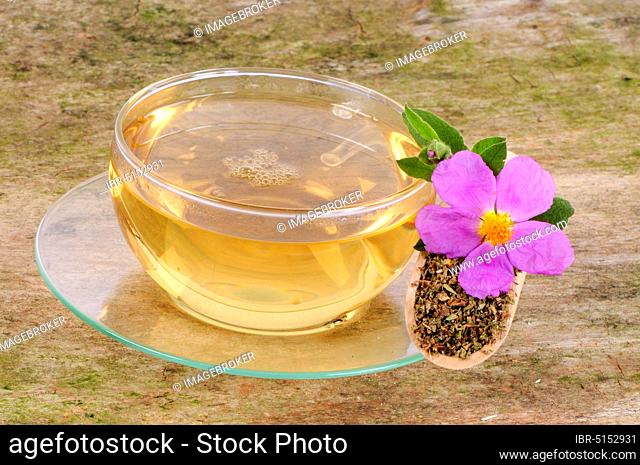 Cup of cistus tea (Cistus incanus tauricus), Grey-hair cistus