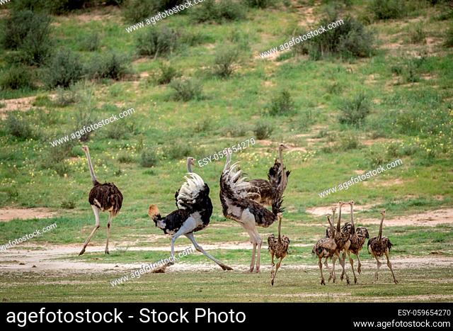 Family of Ostriches in the grass in the Kalagadi Transfrontier Park, South Africa