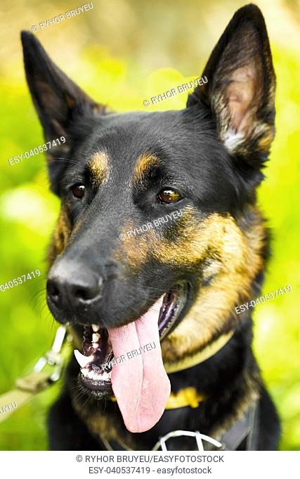 German Shepherd Dog Close Up Portrait