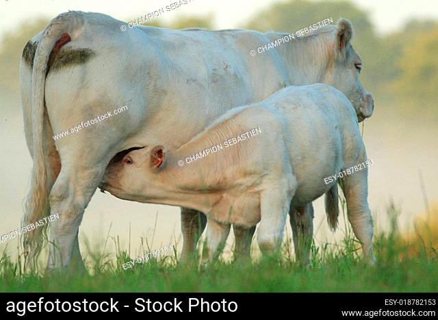 calf suckling cow