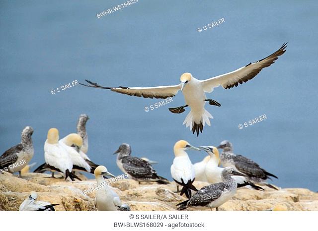 Australian gannet Morus serrator, Sula serrator, adult about to land amidst breeding colony on top of a cliff, New Zealand, Northern Island