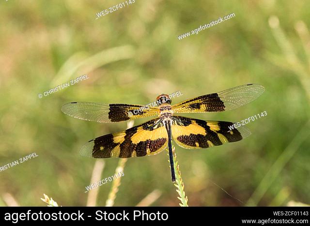 Common picture wing¶ÿ(Rhyothemis¶ÿvariegata) perching outdoors