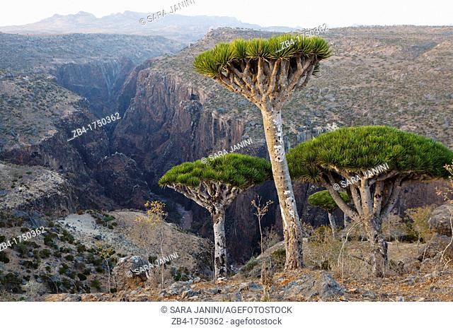 Dragon's Blood Tree Dracaena cinnabari, endemic to island, Diksam Plateau, central Socotra Island, listed as World Heritage by UNESCO, Aden Governorate, Yemen