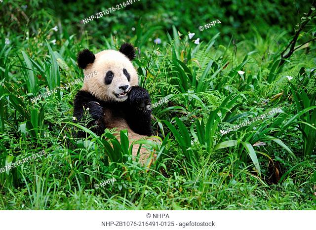 Giant panda, Ailuropoda melanoleuca, Bifengxia Panda Center, Sichuan Province, China