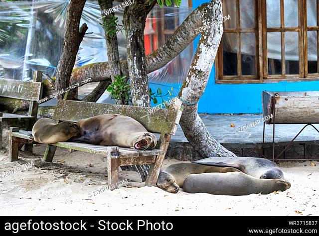 Schlafende Galapagos Seelöwen (Zalophus wollebaeki), Familie der Ohrenrobben (Otariidae), Insel Isabela, Galapagos Inseln