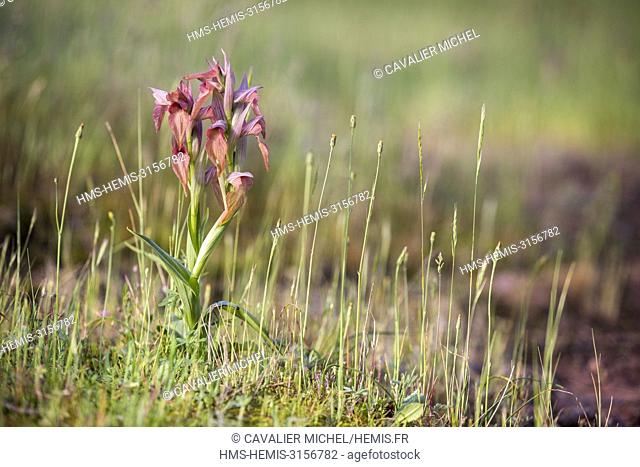 France, Var, Vidauban, National Nature reserve of the Plain of the Moors, scarce tongue orchid (Serapias neglecta)