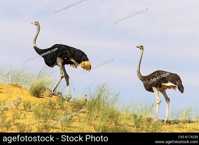Ostrich (Struthio camelus). Female on the right and male on the ridge of a grass-grown sand dune. In between them a chick