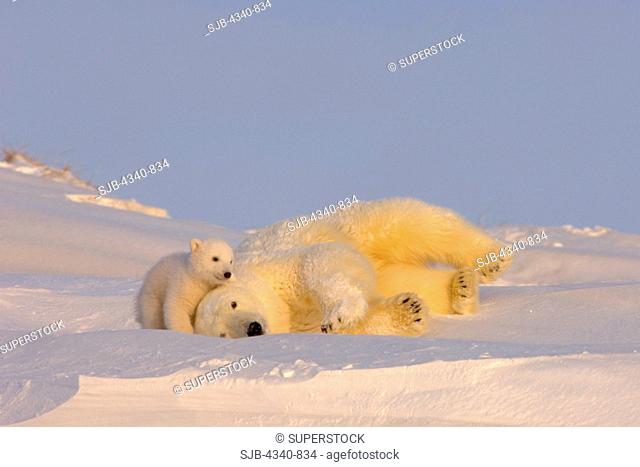 Polar Bear Sow Cleans Her Coast and Plays with Her Spring Cubs Outside Their Den