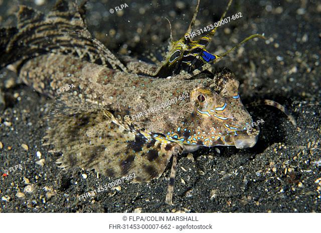 Fingered Dragonet (Dactylopus dactylopus) adult, with fins extended, resting on black sand, Lembeh Straits, Sulawesi, Greater Sunda Islands, Indonesia, November