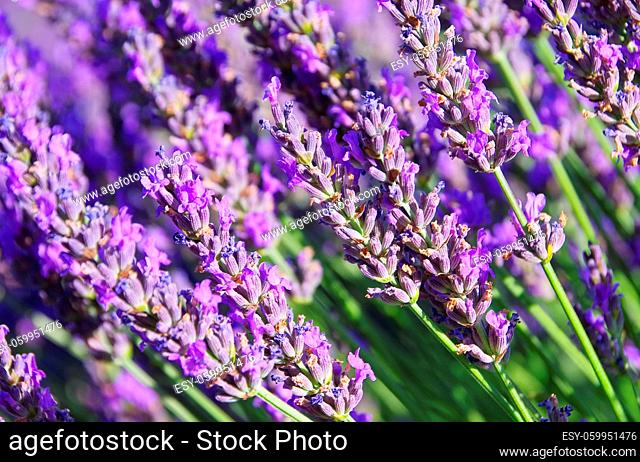 Lavendel - lavender 165