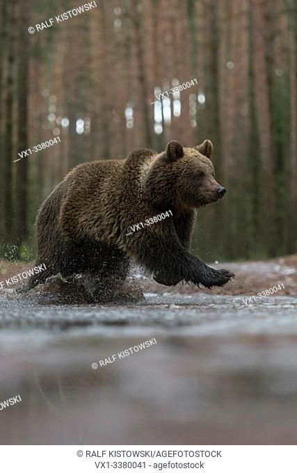 Brown Bear / Braunbaer ( Ursus arctos ), young cub, running fast, jumping through a frozen puddle, crossing a forest road, in winter, Europe