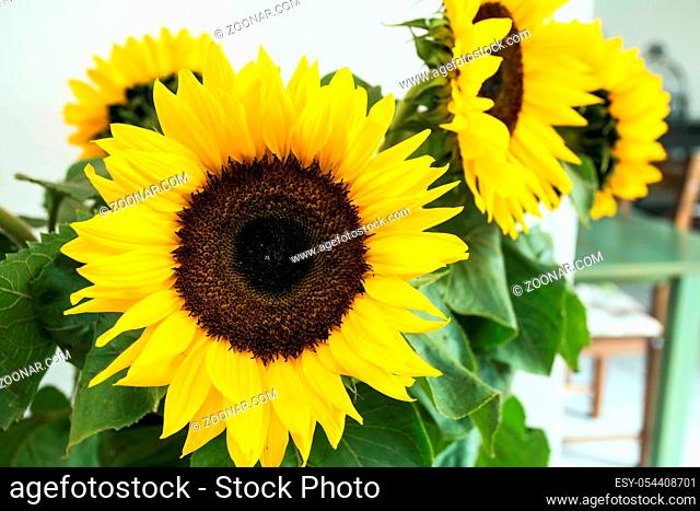 Sunflowers against white wall, yellow summer concept close-up background texture beauty