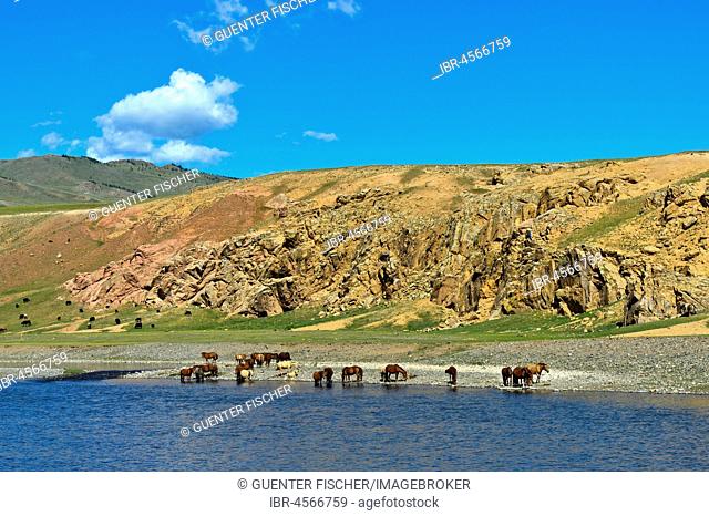 Herd of horses on the Orchon River, Khangai Nuruu National Park, Oevoerkhangai Aimag, Mongolia