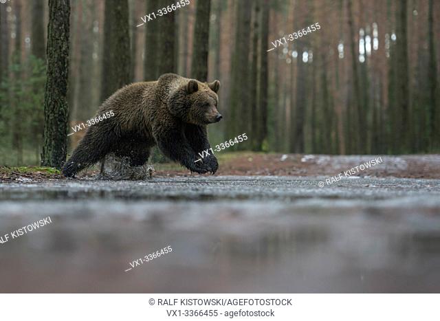 Eurasian Brown Bear / Braunbaer ( Ursus arctos ), young cub, adolescent, running, jumping through a frozen puddle, crossing a forest road in winter, Europe
