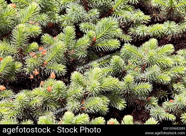 Close-up of green conifer branches in summer