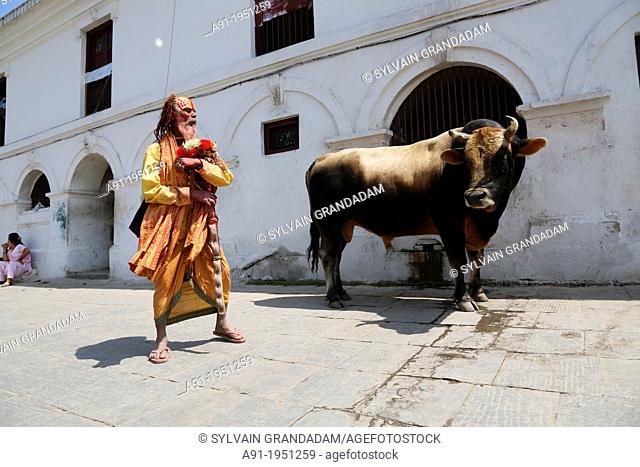 Nepal, City of Kathmandu, Pashupatinath hinduist temple, where dead people are cremated along a small river, wandering bull and a sadhu or holy homeless