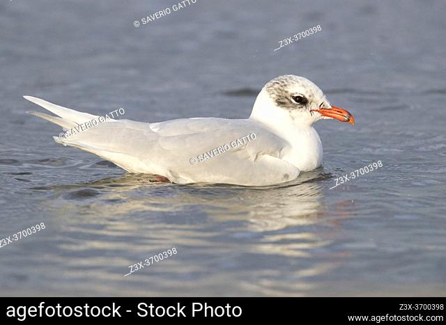 Mediterranean Gull (Ichthyaetus melanocephalus), side view of an adult in winter plumage swimming in a river, Campania, Italy
