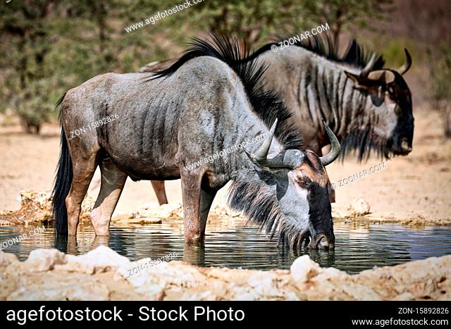 Trinkende Streifengnus, Kgalagadi-Transfrontier-Nationalpark, Südafrika, (Connochaetes taurinus) | drinking blue wildebeest