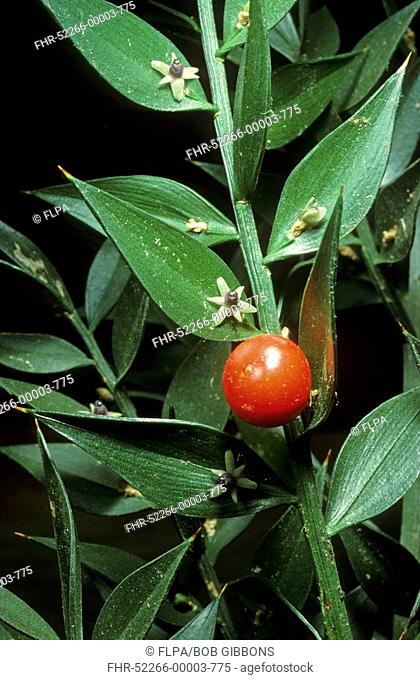 Butcher's Broom Ruscus aculeatus flowers, leaves and berry, England