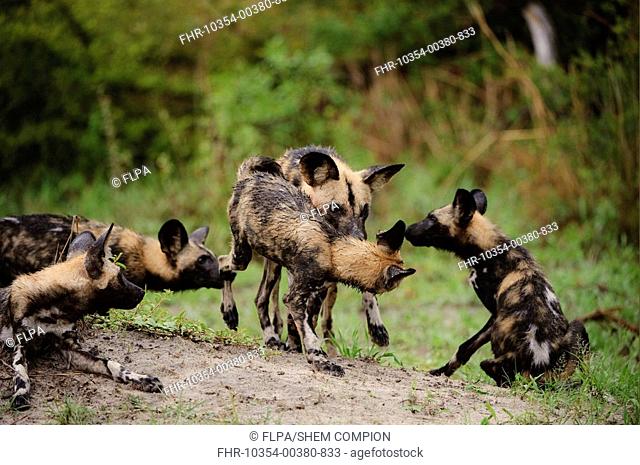 African Wild Dog Lycaon pictus pups, group play-fighting, Kwando Lagoon, Linyanti, Botswana
