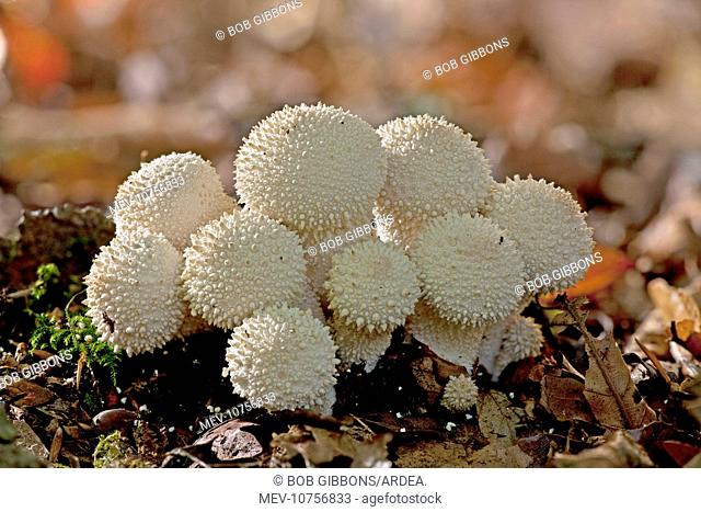 Common Puffballs - in deep shade (Lycoperdon perlatum)