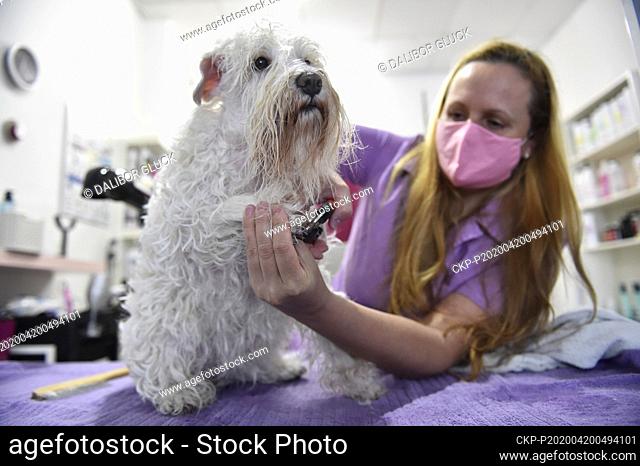 Dog groomer and shop owner Lucia Lovaskova, wearing a face mask to protect against the coronavirus, wash and trim the hair of a schnauzer bitch at the Dog...