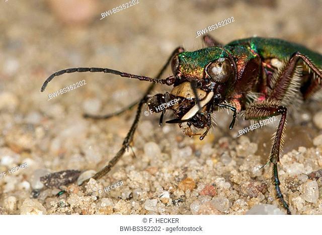 Green tiger beetle (Cicindela campestris), with caught ant in the mouth, Germany