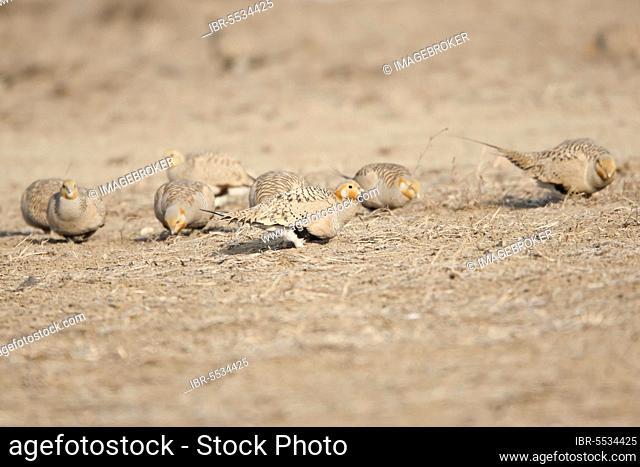 Pallas's Sandgrouse, Pallas's Sandgrouse adults, group feeding on ground, Yeyahu, Beijing, China, Asia