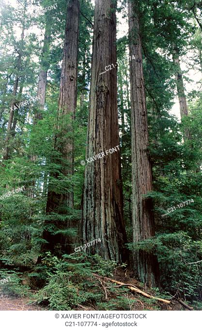 Redwoods (Sequoia sempervirens)