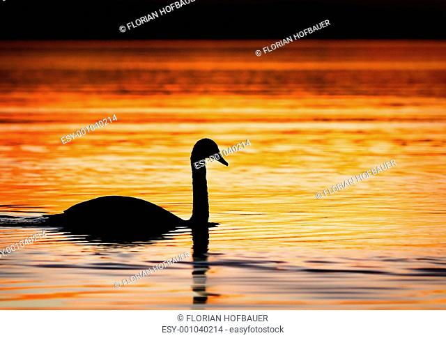 Black Swan Silhouette
