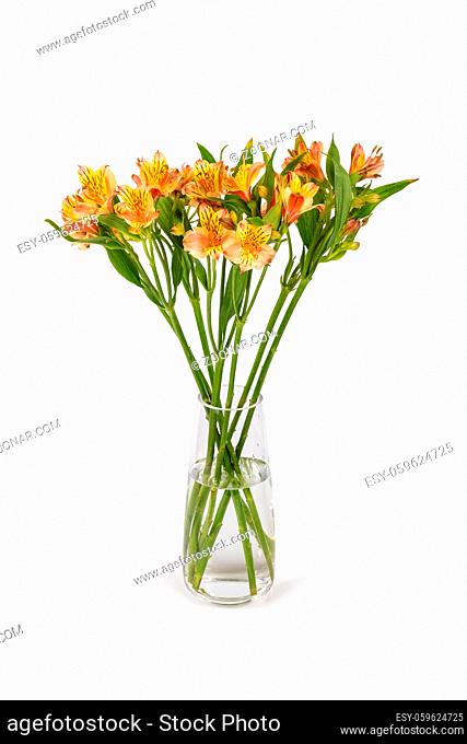 alstroemeria aurea flower bouquet in glass vase, or peruvian lily, lily of the Incas isolated on white background