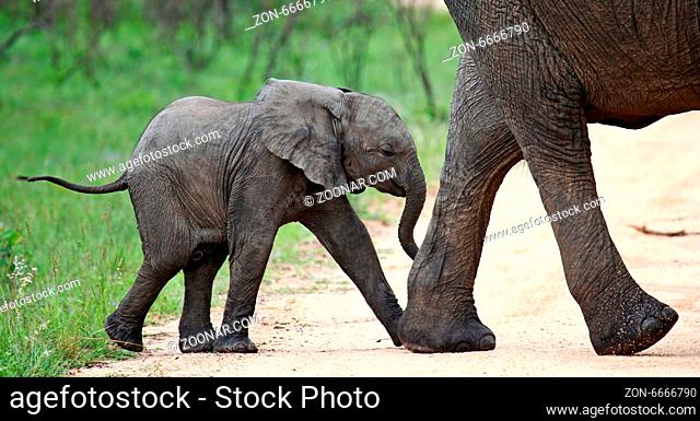 Junger Elefant im Kruger Nationalpark, Südafrika; young african elephant south africa, wildlife