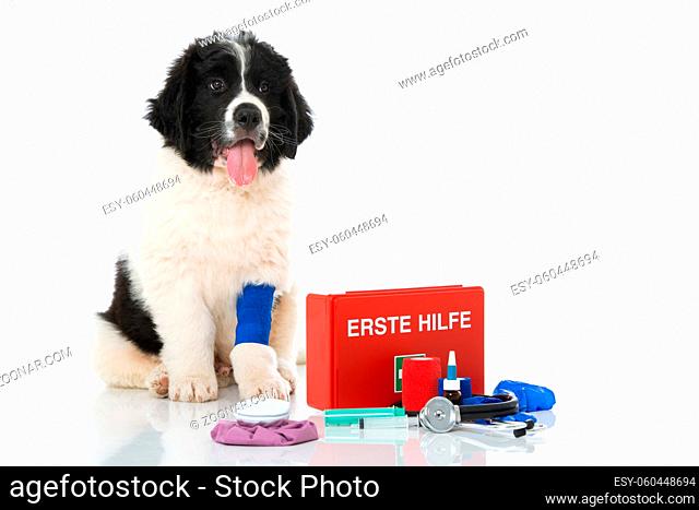 Puppy with first aid kit