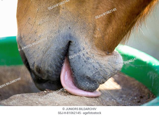 Domestic horse, Trakehner licking a rock salt, a mineral food supplement. Germany