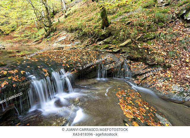 Stream at autumn, Selva de Irati forest, Navarra, Pyrenees, Spain