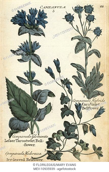 Lesser throatwort, ivy-leaved and corn violet bellflower. Handcolored botanical copperplate engraving from Joshua Hamilton's Culpeper's English Family...