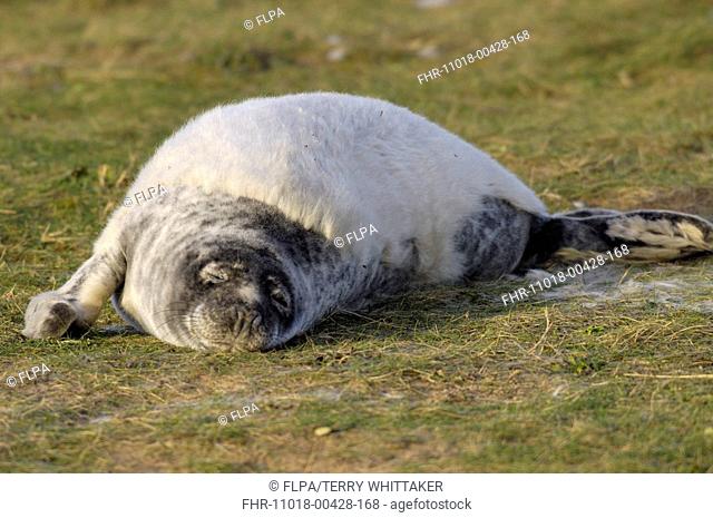 Grey Seal Halichoerus grypus pup moulting out of white coat, in sand dunes, Donna Nook, Lincolnshire, England