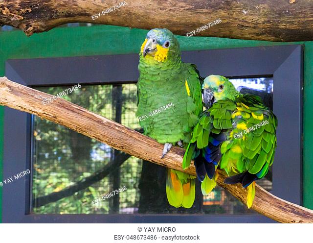 two funny and happy blue fronted parrots, sitting on a branch together, tropical pets from America