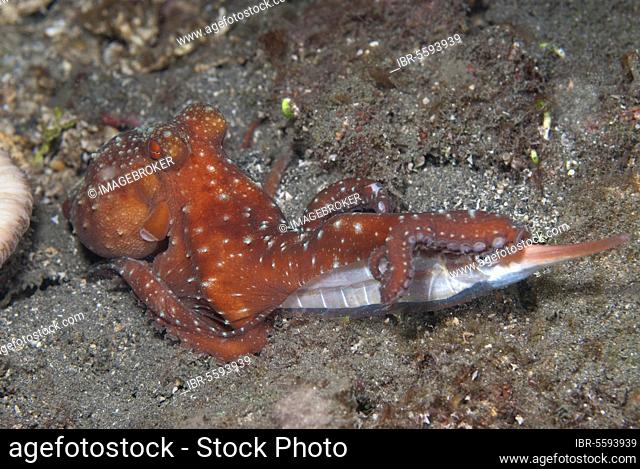 Adult starry night octopus (Callistoctopus luteus), with rigid jointed razorfish (Centriscus scutatus) as prey, Lembeh Strait, Sulawesi, Sunda Islands