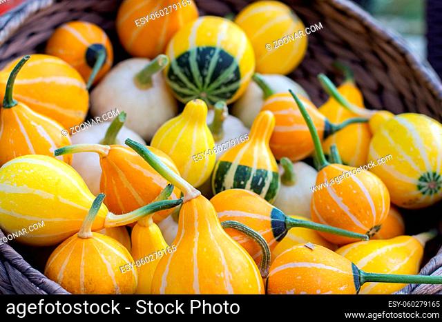 Kleine Bicolor pumpkins belong to the family Lagenaria siceraria. Yellow green little pear shaped pumpkin. Pile of vegetables in a basket, harvest festival
