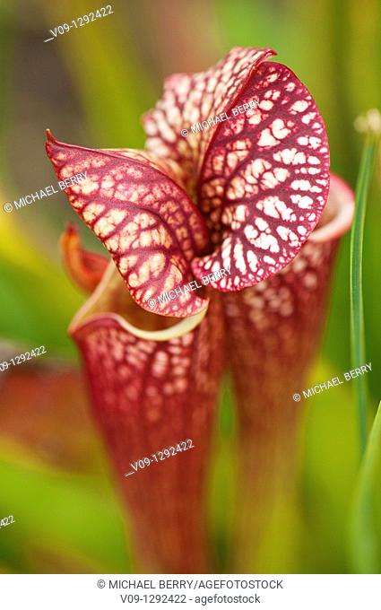 North American pitcher plant (Sarracenia sp.)